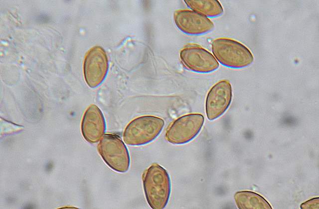 Galerina spec.  Cod.: 1915-07